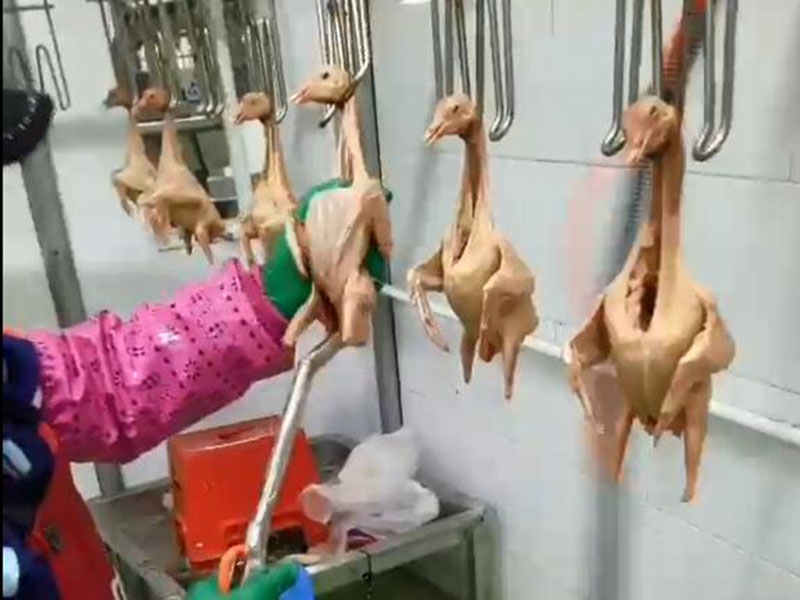 鴿子吸肺機、真空吸肺機、真空吸內(nèi)臟機